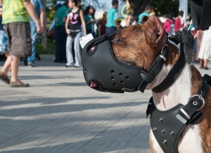 Закон о выгуле собак в России