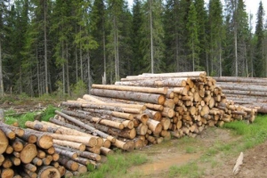 Как получить бесплатно от государства 150 кубометров леса для строительства дома?